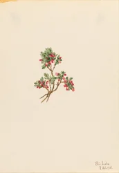 Airelle basse (Vaccinium caespitosum)