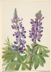 Lupin (Lupinus fornosus)