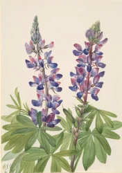 Lupin Lupinus fornosus, 1935