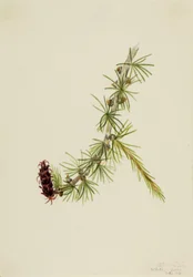 Mélèze de Lyall