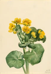 Souci des marais (Caltha palustris)