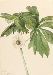 Mayapple Podophyllum peltatum