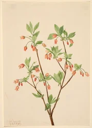 Menziesea glabella