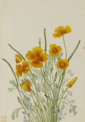 Pavot mexicain (Eschscholtzia mexicana)