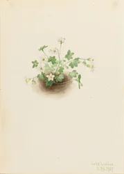 Demoiselle de brume (Romanzoffia sitchensis)
