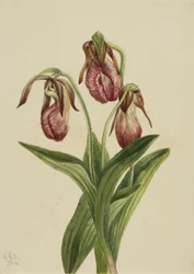 Fleur de mocassin (Cypripedium acaule)