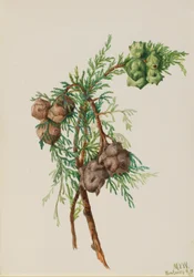 Cyprès de Monterey Cupressus macrocarpa, 1936