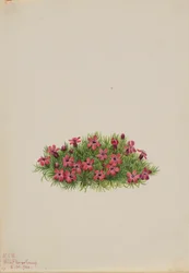 Campion mousse (Silene acaulis)