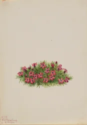 Silène acaule, 1924