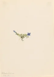 Gentiane moussue (Gentiana prostrata)