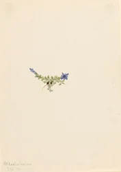 Gentiane mousseuse Gentiana prostrata, 1916