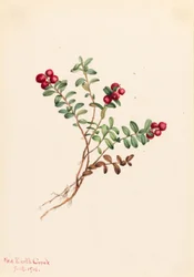 Airelle de montagne (Vaccinium vitisdaea minus)