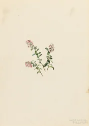 Airelle de montagne (Vaccinium vitisidaea minus)