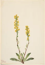 Verge d