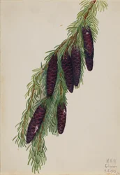 Tsuga mertensiana, 1923