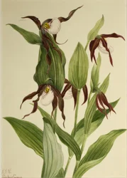 Sabot de la montagne Cypripedium montanum, 1923