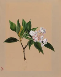 Laurier des montagnes Kalmia latifolia, 1879