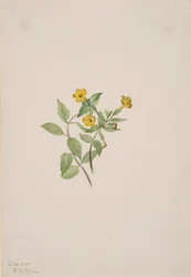 Fleur de musc Mimulus moschatus, 1911
