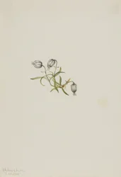 Lychnis apetala (Lychnis apetala)