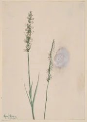 Ibidium cernum (Ibidium cernum)