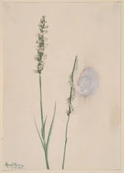 Ladies-Tresses inclinées Ibidium cernum, 1905