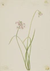 Oignon nain (Allium cernuum)