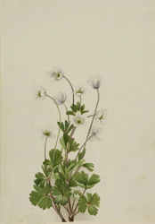 Anémone du Nord Anemone parviflora, 1924