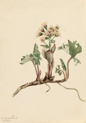 Pétasite hyperbore (Petasites hyperboreus)