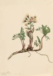 Pétasite du Nord Petasites hyperboreus