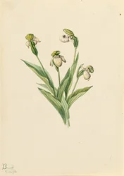 Cypripède du Nord (Cypripedium passerinum)