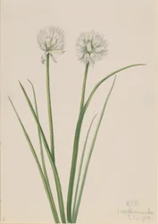 Oignon du Nord (Allium sibiricum)
