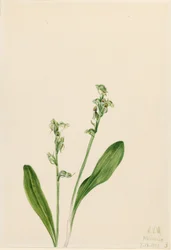 Orchidée à une feuille (Habenaria obtusata)