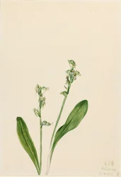Orchidée des marais à une feuille Habenaria obtusata, 1922