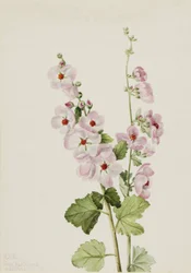 Globemallow à œil orange Sphaeralcea davidsonii, 1926