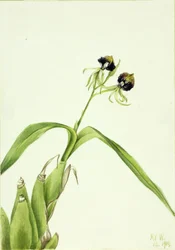 Orchidée (Epidendrum cochleatum)