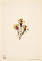 Orthocarpus erianthus (Orthocarpus erianthus)