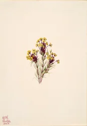 Trèfle des hiboux Orthocarpus erianthus, 1935
