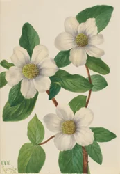 Cornouiller du Pacifique (Cornus nuttallii)