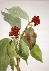Cornouiller du Pacifique (Cornus nuttallii)