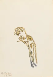 Pale Pinesap Hypopitys americana, 1918