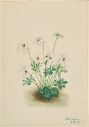Violette (Viola pedata)