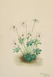 Pensée violette Viola pedata