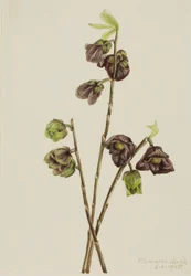 Papaye (Asimina triloba)