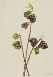 Papaw Asimina triloba, 1918
