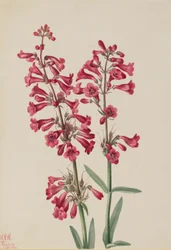 Penstemon de Parry (Penstemon parryi)