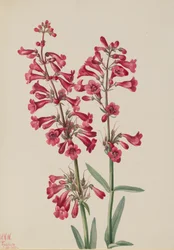 Penstemon de Parry