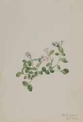 Myrtille (Mitchella repena)