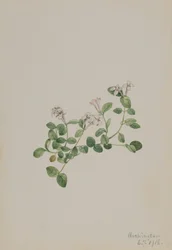 Mitchella repens, 1918