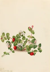 Mitchella repens, 1925