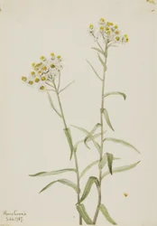 Anaphalis margaritacea (Anaphalis margaritacea)